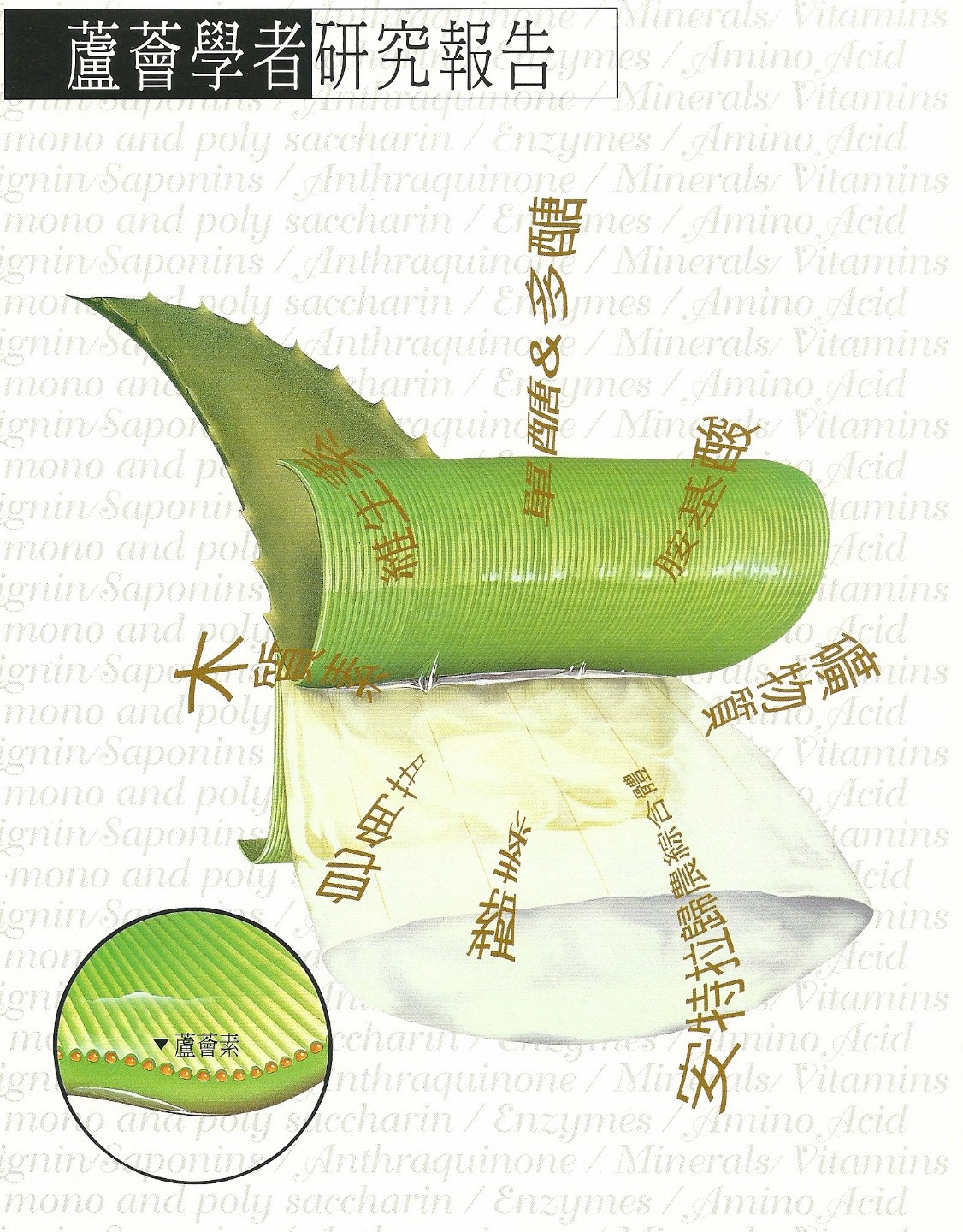 蘆薈學者研究報告 1